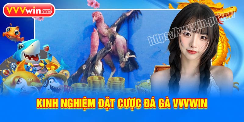 Kinh nghiệm đặt cược Đá gà VVVWin nắm chắc phần thắng