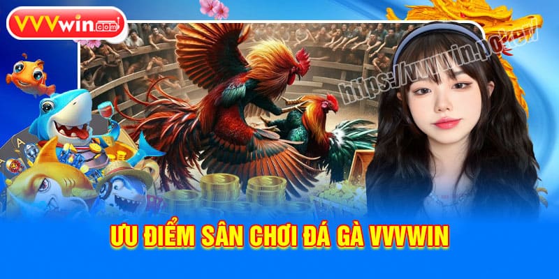 Lý do khiến Đá gà VVVWin trở thành sân chơi lý tưởng