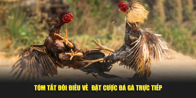 Trải Nghiệm Cá Cược Đá Gà Theo Phong Cách Mới